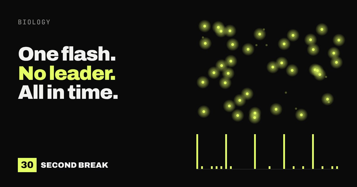 Dozens of glowing yellow-green fireflies on black, with a row of tall spikes below showing their flashes landing at the same moments