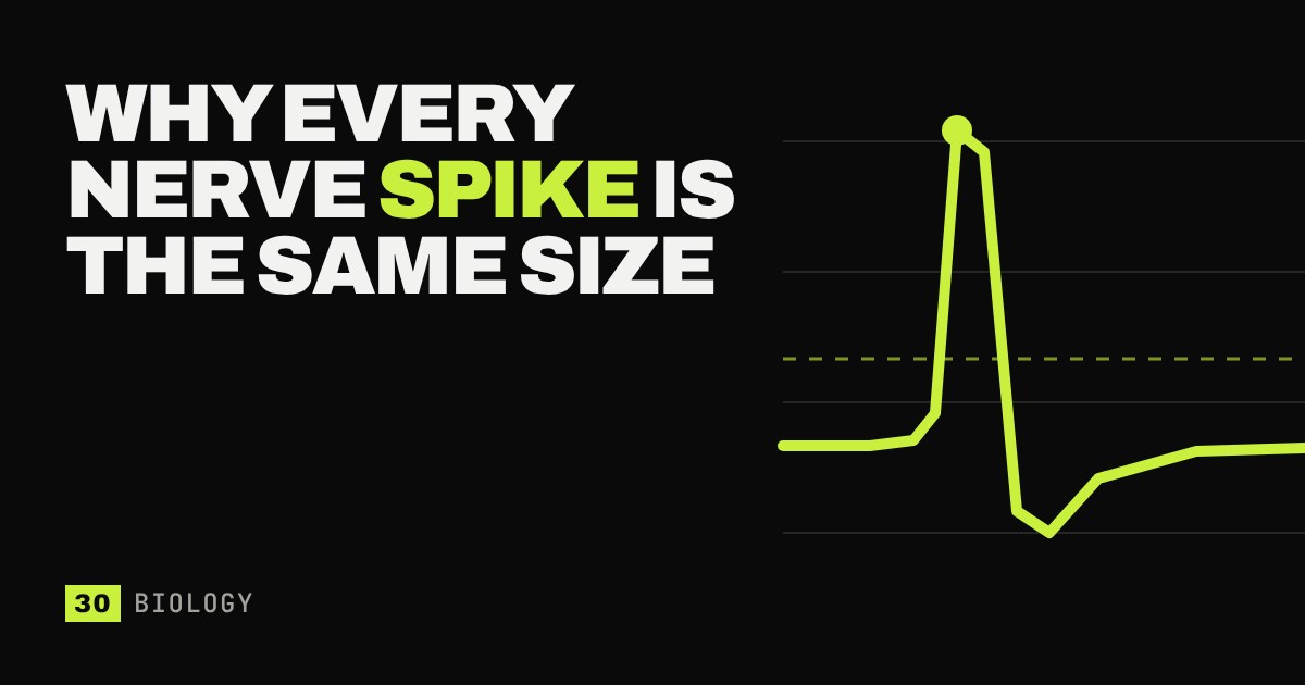 A glowing green line graph of a single sharp nerve spike rising far above a dashed threshold line