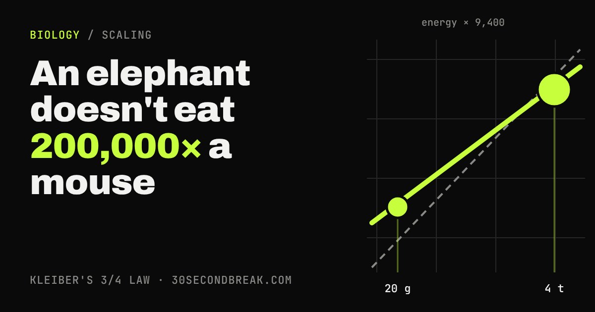 A log-log chart with a green line rising from a small dot for a 20 gram mouse to a large dot for a 4 tonne elephant, slightly flatter than a dashed proportional line