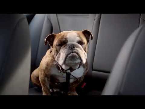 Volkswagen bulldog funny commercial